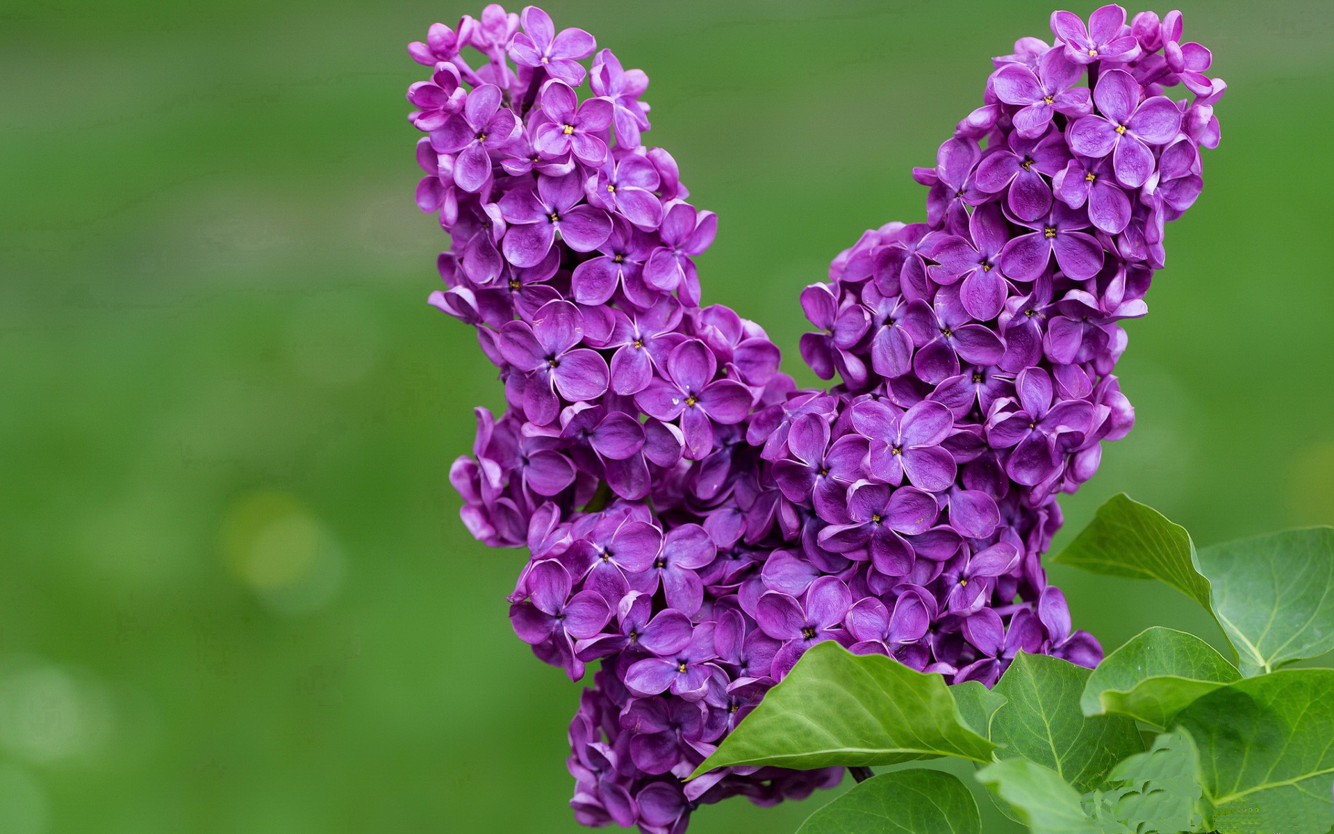 铁蹄踏碎绿军神话，马克西全程高能输出，公牛碾压凯尔特人纪实